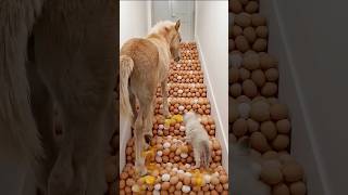 Which staircase is suitable?😭🐕🙈 #funny