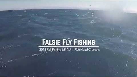 Falsie Fly Fishing - Fly Fishing For False Albacore - LBI, NJ
