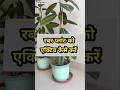 रबर प्लांट को एक्टिव कैसे करें | How to activate Rubber Plant
