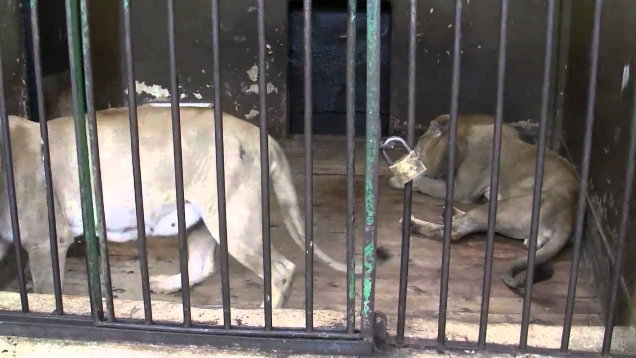 Alexandria ZOO YouTube