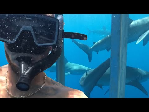great white shark weed Shark Diving in Hawaii! There were so many!
