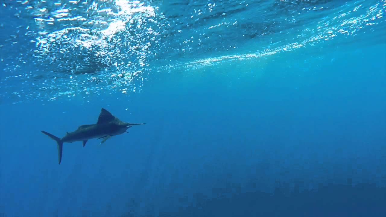 Dan's Sail Fish Zihuatanejo 2015 YouTube