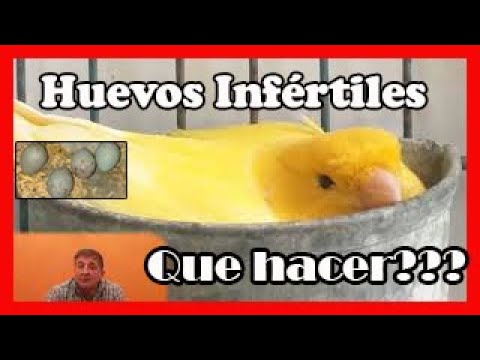 Canaria Hace Postura Sin El Macho - Que Hacer??? - Huevos Infértiles/Claros hqdefault