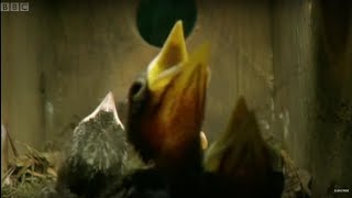Animals Sing For Sex | Battle of the Sexes in the Animal World | BBC Earth