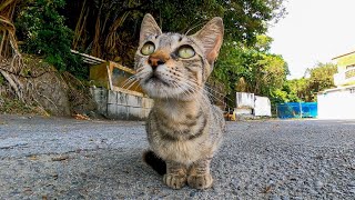海辺の駐車場で子猫をナデナデしたら別の猫も集まってきた