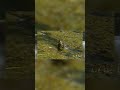 Geese Confront the Algae Monster: Escape!