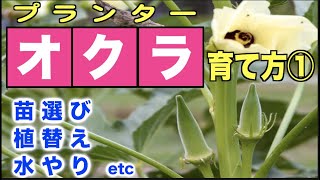 【プランター】オクラの育て方①【苗選び、植替え、水やりetc】