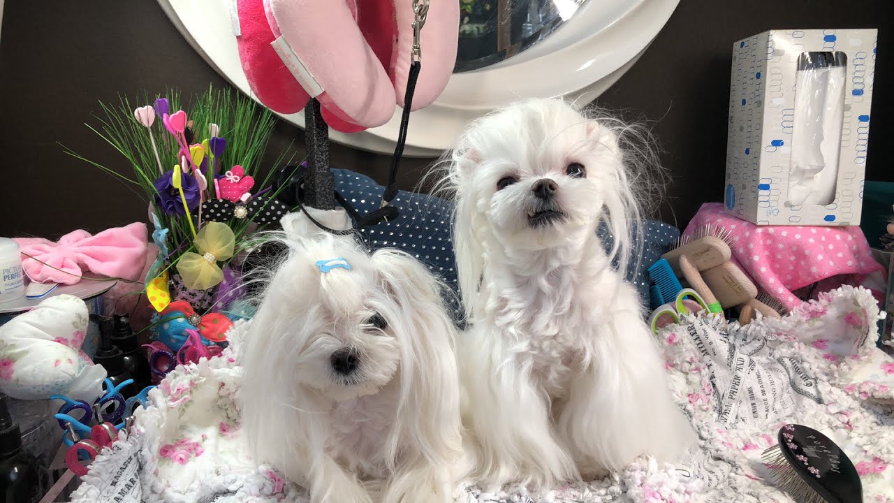 [MOLive] Get Ready With Us Q&A 🌟 Tear Stains. Clipper Care, Pee Stains, Holding Shears