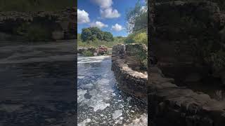 Old Mission Dam at Mission Trails Regional Park is loaded with native plants and trees you can grow!