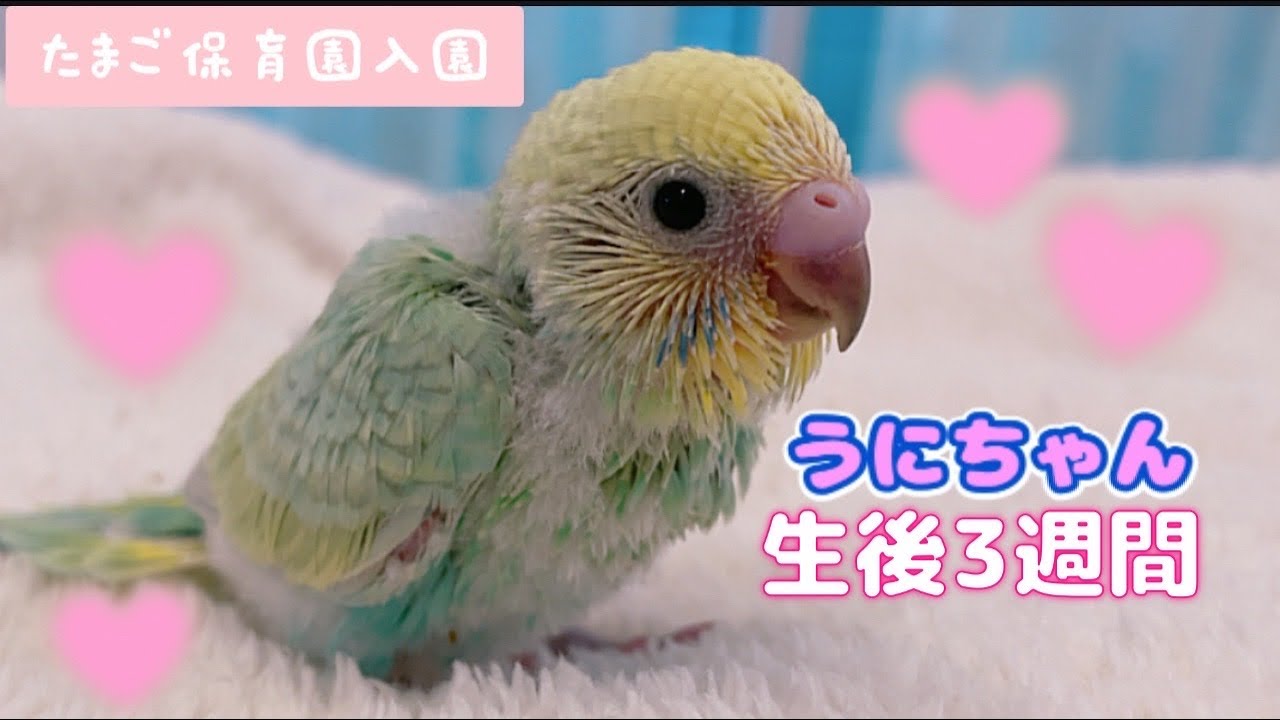可愛すぎる雛ちゃんお迎えしました🐣セキセイインコ - YouTube