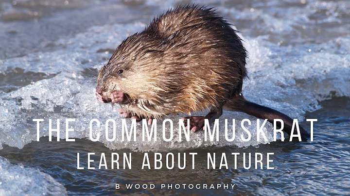 The Common Muskrat | Learn about Nature 📔 - DayDayNews