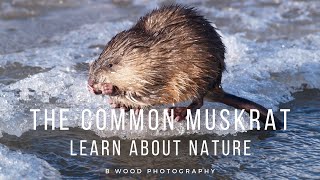 The Common Muskrat | Learn about Nature 📔