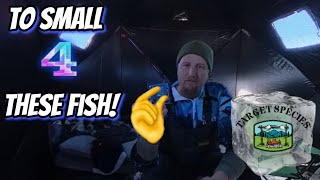 Target Species - Eleven mile 2024 Rainbow Trout ICE Fishing Eleven mile Reservoir, Colorado