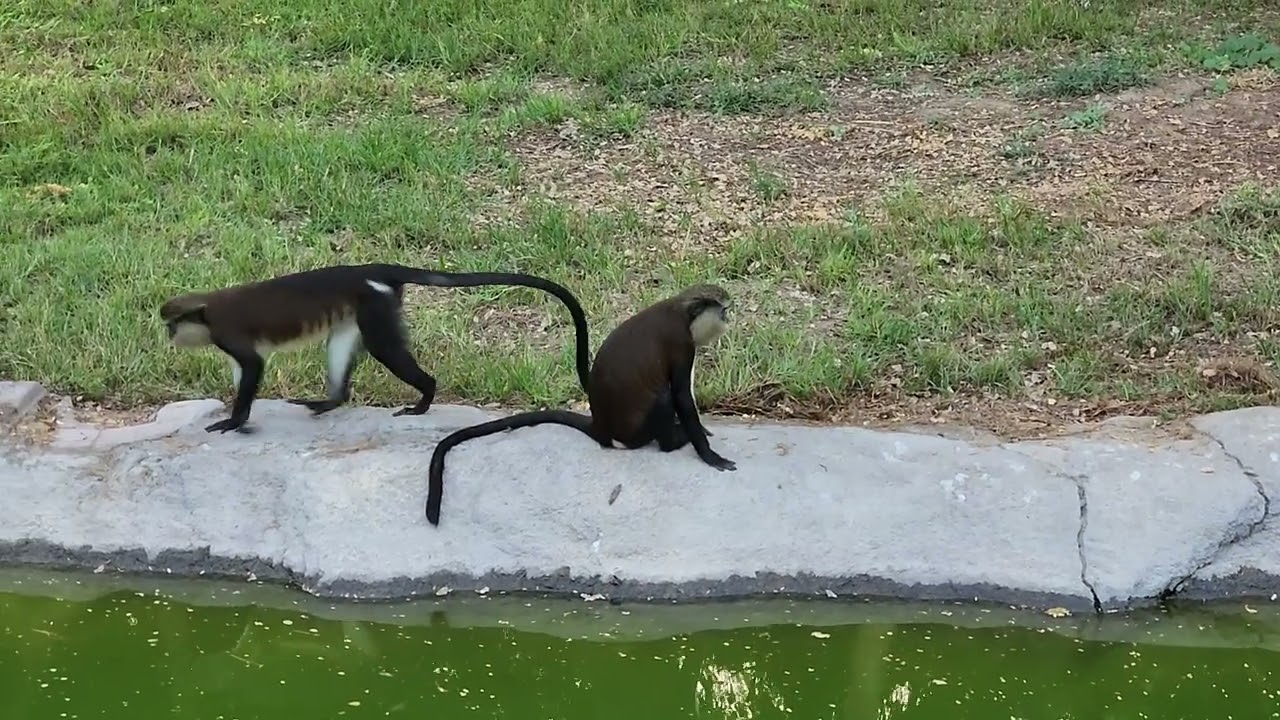 Animals of the world | 5 | Mona Monkey | Cercopithecus mona