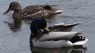 Mallard (wild ducks, dabbling ducks) behaviour