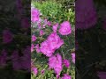 Как собрать семена гвоздики турецкой и садовой