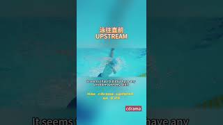 9.24  New cdrama【泳往直前UPSTREAM】 #cdrama #drama #dramachina #泳往直前 #shorts