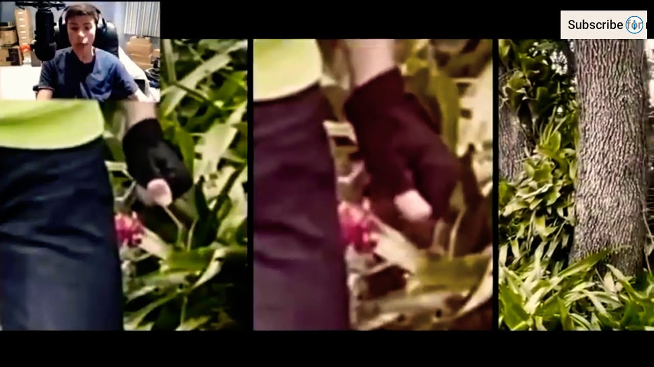 GEORGENOTFOUND react to dreams face reveal