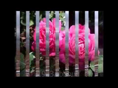 يا سوريا عزك دام YouTube 