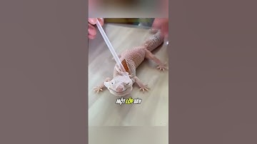 Họ đã làm điều điên rồ với con thằn lằn này🦎#daochieu #shorts