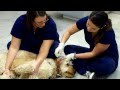 How to Clean Your Dog's Ears - Severn River Animal Hospital