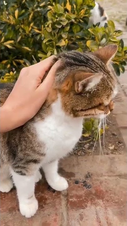 attention-person-always-love-with-you-shorts-youtube