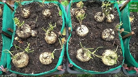 Cách Trồng Củ Đậu không quá khó như bạn nghĩ |How to Grow Yam Beans is not as difficult as you think