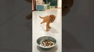 Orange Cat Activities #cat #funnycats #pets #funnypets #orangecat #shorts