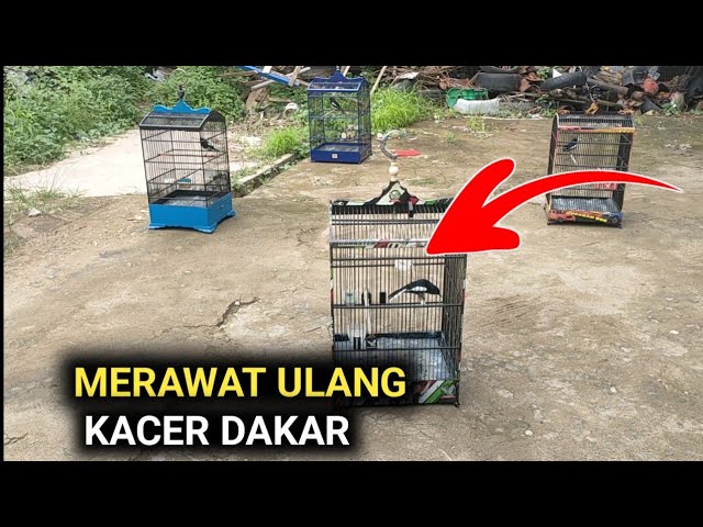 KACER DAKAR SUDAH SAMPAI SINI TAPI HUJAN TERJADI | DR KACER TERBARU class=