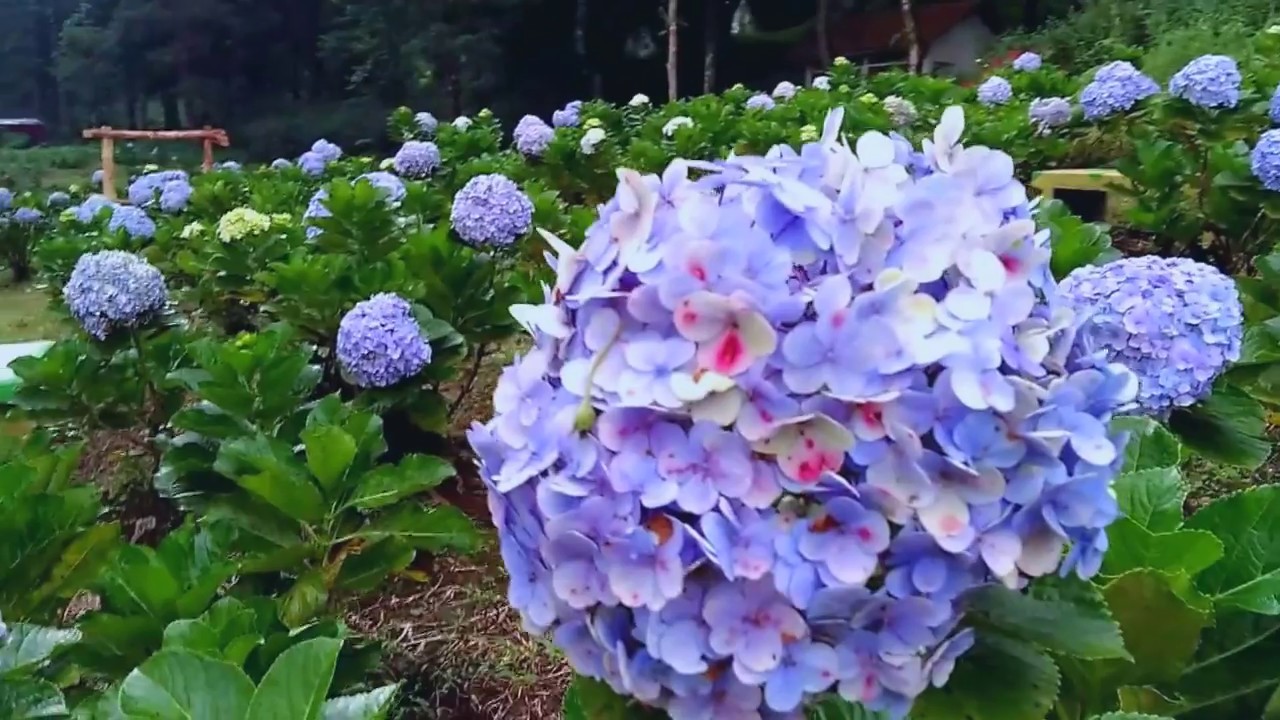 Baru Taman Labirin Dan Taman Bunga Pancawarna Bumper Baturraden Youtube