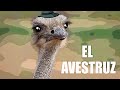 Aprende los animales // El avestruz