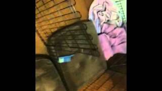 Kira Pregnant At 4-5 Weeks