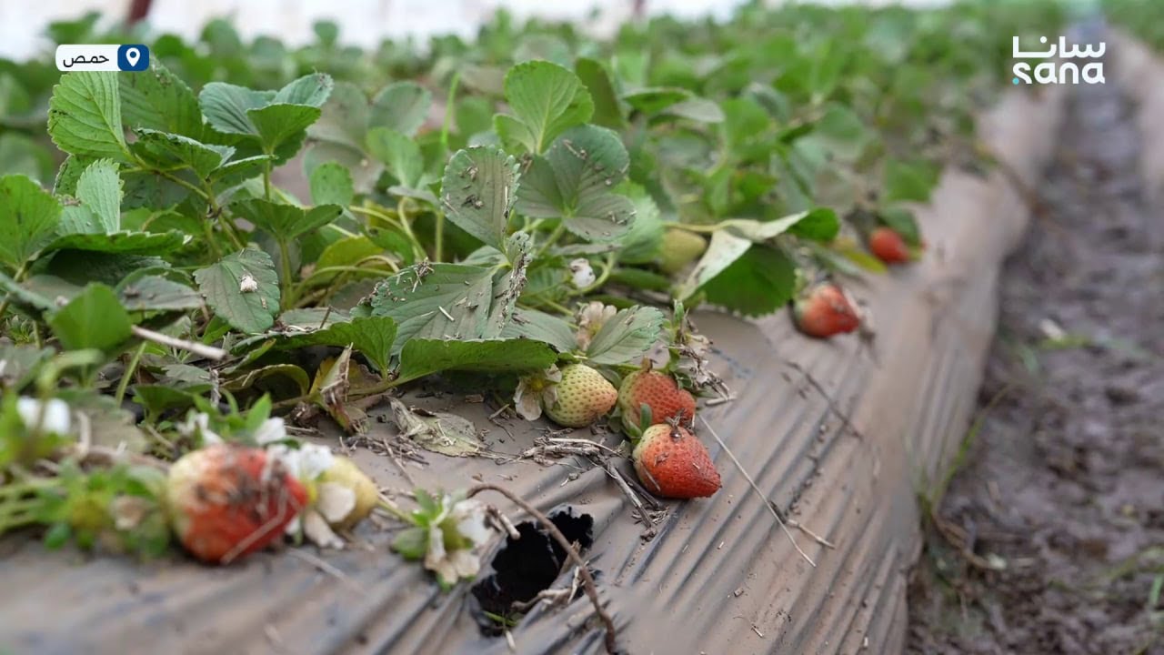 خسائر زراعية في قريتي أم جامع ووادي المولى بريف حمص الغربي جراء فيضان نهر الكبير الجنوبي