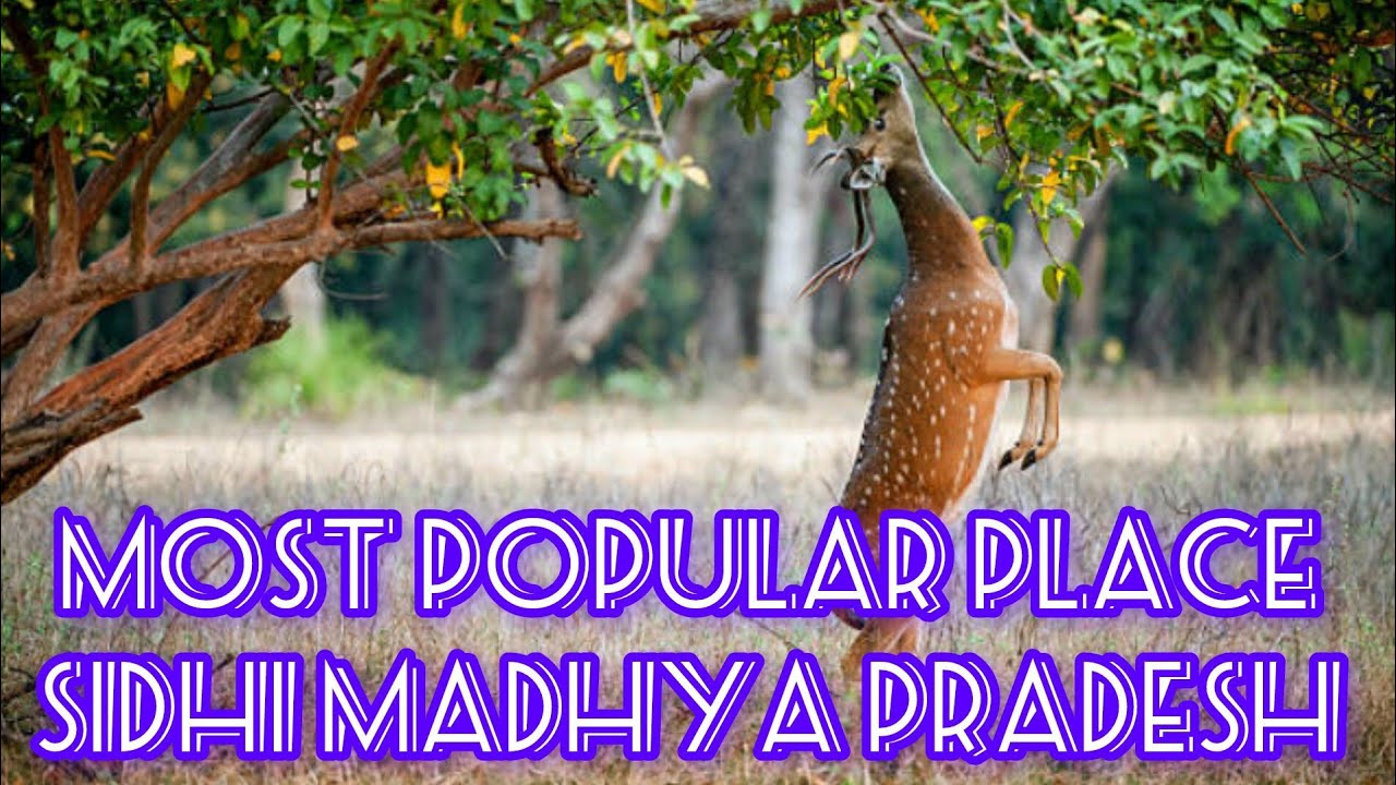 most-popular-place-sidhi-madhya-pradesh-youtube