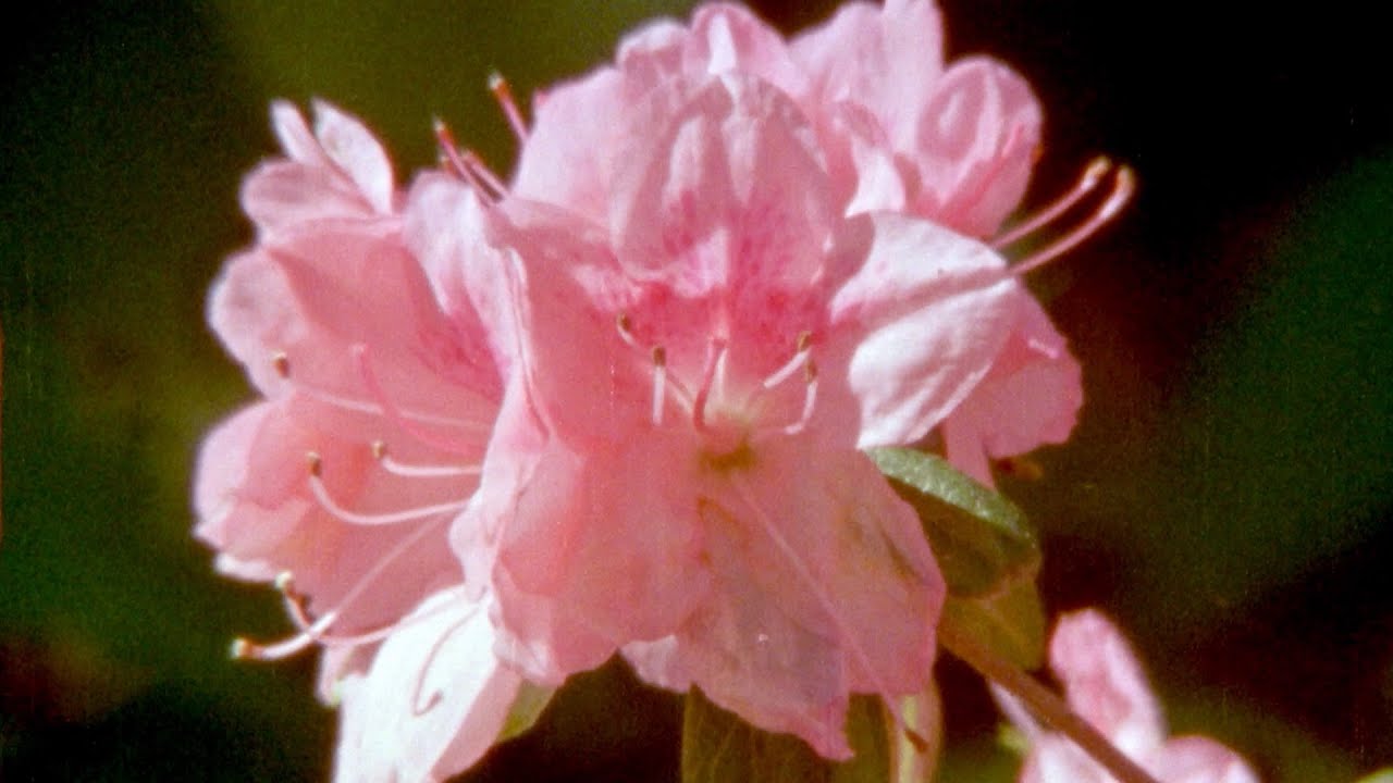 Watch Haley Heynderickx & Max García Conover - Boars (Official Music Video) on YouTube Watch Haley Heynderickx & Max García Conover - Boars (Official Music Video) on YouTube