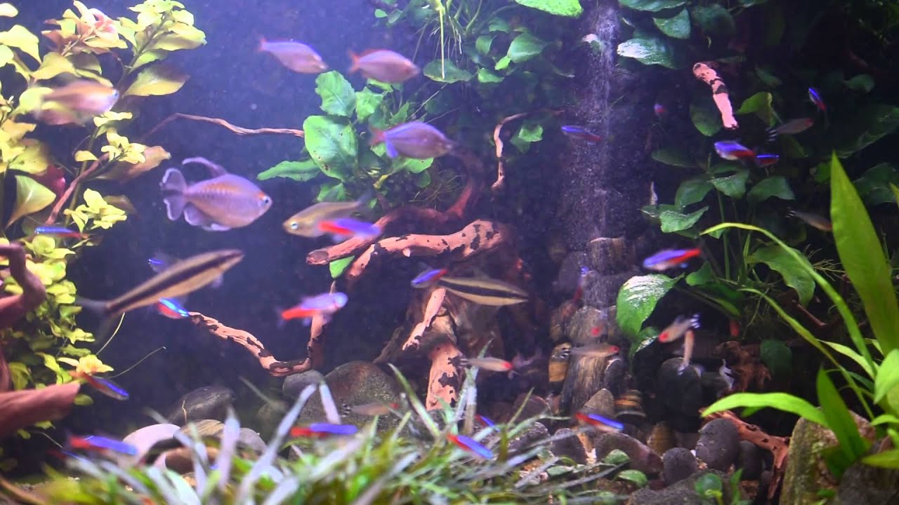 Waterfall in aquarium YouTube