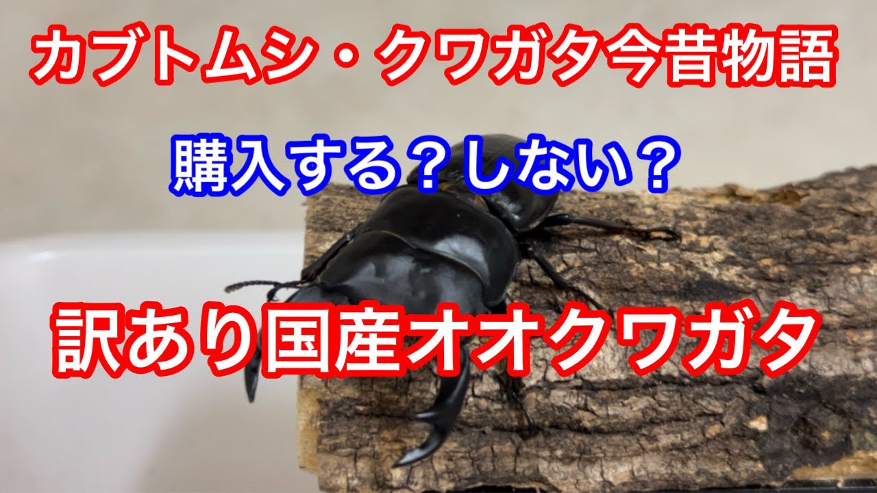 カブトムシ・クワガタ今昔物語　訳あり国産オオクワガタ