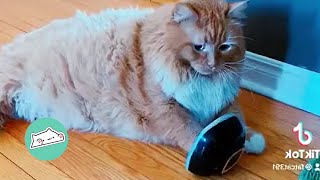 Drama Cat Rocks Bowl To Get Attention. She'll Also Rock Your World | Cuddle Cat