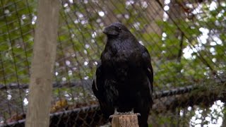 Celebrity The raven's dark reputation Net Worth