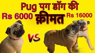 What to look for to buy a pug dog