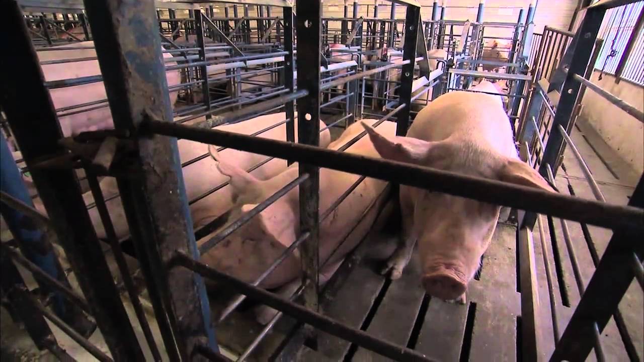 A Pig s Tale Sows In Gestation Crates YouTube a-pig-s-tale-sows-in-gestation-crates-youtube
