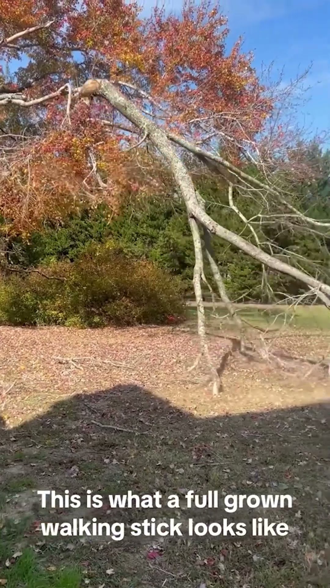 Trees that can walk