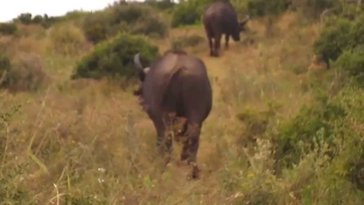 Buffalo with wiggly willy while urenating