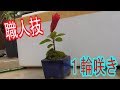 職人技の挿し木
