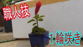 Artisanal cuttings - YouTube