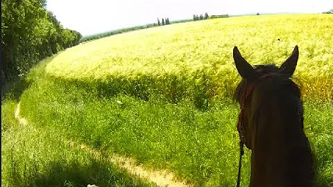 JUNE SUNSHINE "just what you want on a Cold Winter...