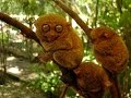 Tarsier primate  the littlest alien