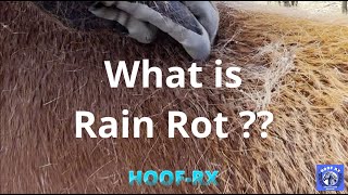 Rain Rot