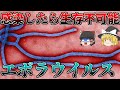 【ゆっくり解説】感染したら助からない恐怖のウイルス　エボラウイルス(エボラ出血熱)とは！？
