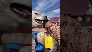 ОХОТА В ЯКУТИИ. ВЫПУСКИ УЖЕ НА КАНАЛЕ!